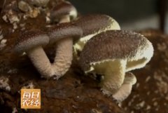 [每日农经]蘑菇采用林地野生化栽培卖价高