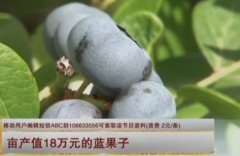 [科技苑]亩产值18万元的蓝果子：蓝莓