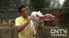 [致富经]廖正军养殖火鸡从4000元开始的财富传奇