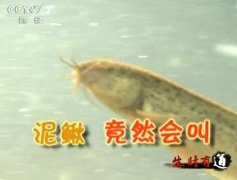 [生财有道]陈家玉养泥鳅年利润超过千万元