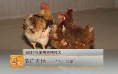 [农广天地]京红1号蛋鸡养殖技术视频