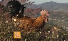 [农广天地]无量山乌骨鸡养殖技术视频