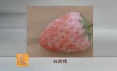 [农广天地]温室草莓常见病害识别与防治技术