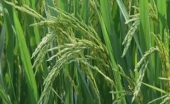 [科技苑]曾华林一亩稻田赚三万元的玄机