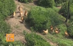 [农广天地]三高青脚黄鸡3号配套系养殖技术视频
