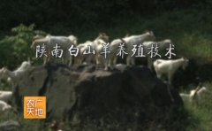[农广天地]陕南白山羊养殖技术视频
