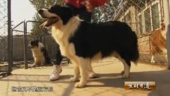 [生财有道]驯兽高手系列视频 猫猫的狗狗梦