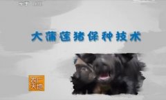 [农广天地]大蒲莲猪保种技术视频