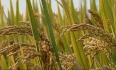 [每日农经]兴化粳米种植一亩多赚160元