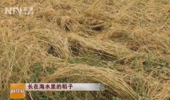[科技苑]陈日胜奋斗了28年的海水稻