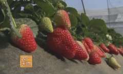 [农广天地]日光温室草莓优良品种介绍视频