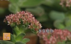 [农广天地]常见多浆植物栽培管理技术视频