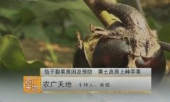 [农广天地]茄子裂果原因及预防技术视频
