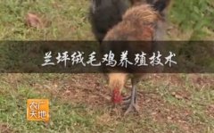 [农广天地]兰坪绒毛鸡养殖技术视频
