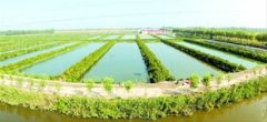 盘锦市:全力打造“泥鳅产业第一市”