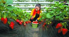 温室草莓用上新技术 成熟期提前1个月