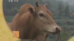 [农广天地]宣汉黄牛养殖技术视频