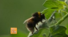 [农广天地]温室大棚番茄熊蜂授粉技术