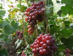 一年四季可采摘的温室葡萄兴业富民