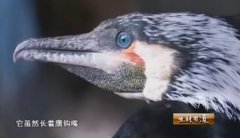[生财有道]云南大理：驯养洱海鱼鹰的高手杨玉藩