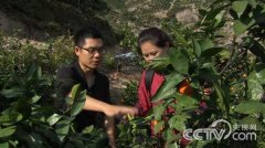 [致富经]冯仁方返乡创业卖桔子销售额一年一千万元