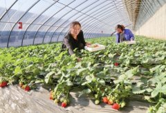 昌黎：种植大棚草莓一亩纯收入5万多元