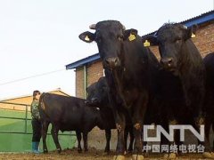[致富经]对养牛一窍不通的贾丽坤却养出10万元一头的肉牛