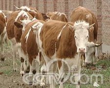 [每日农经]乳肉兼用的中国西门塔尔牛