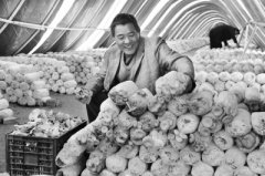 河南：龙泉乡农民大棚种出“金蘑菇”一个大棚纯利润3.5万元