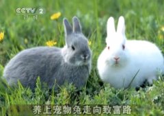 [生财有道]普通农民养上宠物兔年收入百万元