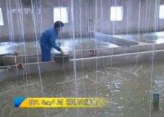 [农广天地]漠斑牙鲆鱼的养殖技术视频