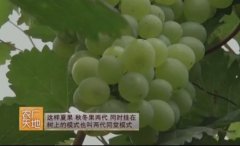 [农广天地]南方地区葡萄“一年两收”栽培技术