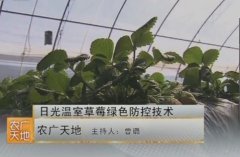 [农广天地]日光温室草莓绿色防控技术