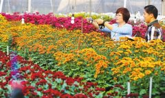 海南:荷兰多头彩菊试种成功