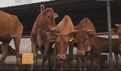 [农广天地]鲁西牛养殖技术视频