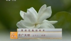 [农广天地]茉莉花栽培技术视频