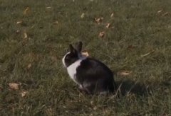 [农广天地]宠物兔品种介绍