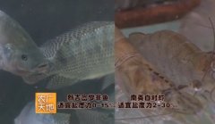[农广天地]新吉富罗非鱼与南美白对虾混养技术视频