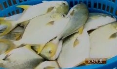[生财有道]黄达灵养殖会变色的金鲳鱼 带来亿万财富