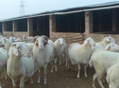 2015年农村创业致富的新路径：养羊