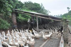 自贡市：大白鹅养殖富村民