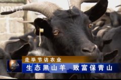 [聚焦三农]生态黑山羊养殖：“黑山羊，致富羊”