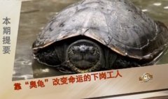 [致富经]下岗工人邓德明养“臭龟”年销售额超过亿元(20150203)