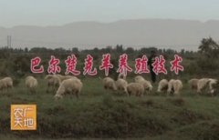 [农广天地]巴尔楚克羊养殖技术(20150203)