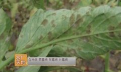 [农广天地]温室大棚蔬菜病虫害绿色防控技术(20150204)