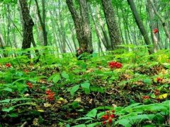 林下适合种植什么经济作物？