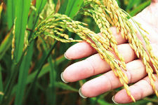 有机水稻强化栽培技术要点
