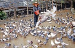 鸽子养殖—农民致富新途径