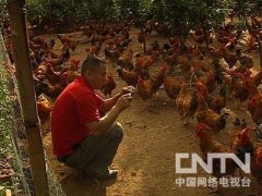 [致富经]宋加明回乡养鸡创业实现年收入2000万的财富梦