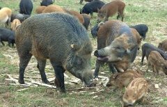 野猪养殖的三个误区，养野猪赚钱吗